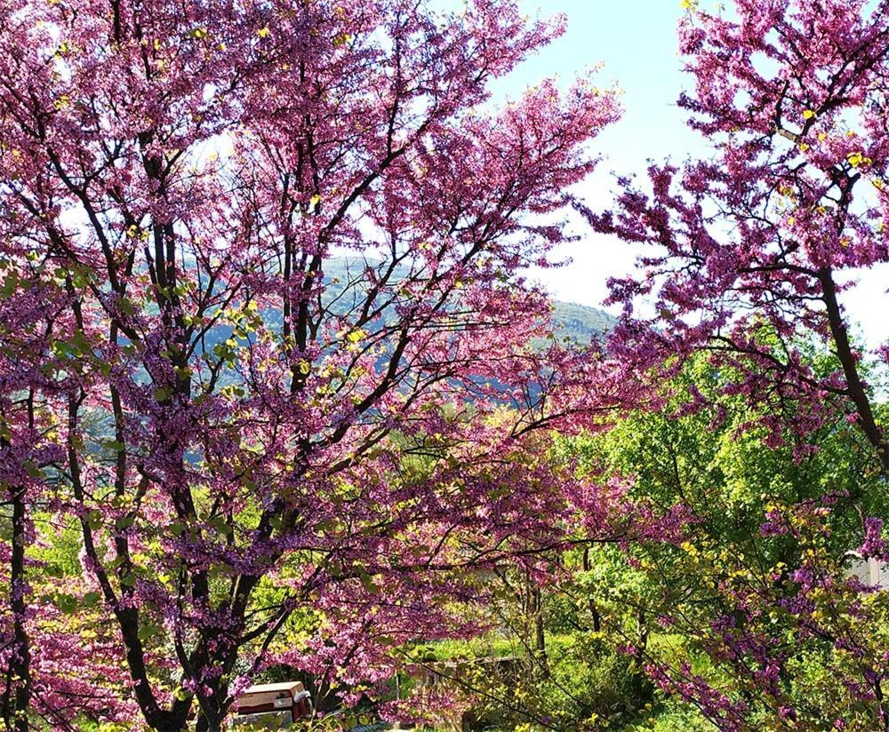 Agriturismo I Melograni Ferentillo Bagian luar foto